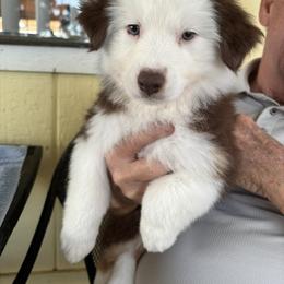 Australian Shepherd Puppies from Al Sira Australian Shepherds