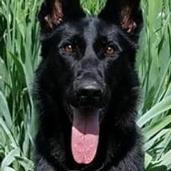 German Shepherds from Wildhaus Kennels Working German Shepherd Dogs