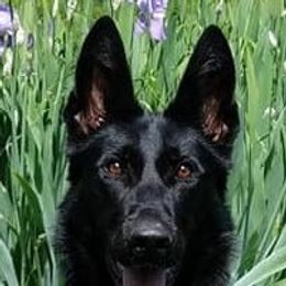 German Shepherds from Wildhaus Kennels Working German Shepherd Dogs