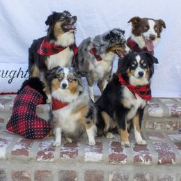 Miniature Australian Shepherd, Shih Tzu, and Toy Australian Shepherd Puppies from River Springs Aussies