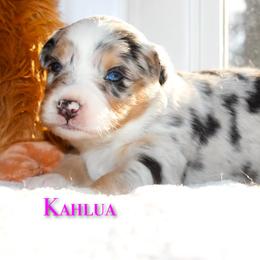 Kahlua - Blue merle female Australian Shepherd puppy in Coldwater, Michigan from Northern Star Australian Shepherds