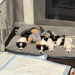 Miniature Schnauzer Puppies from Hume Family Mini Schnauzers