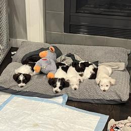 Miniature Schnauzer Puppies from Hume Family Mini Schnauzers
