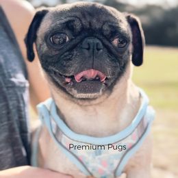 Link - Fawn female Pug puppy in Shady Hills, Florida from Premium Pugs