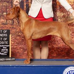 Anatolian Shepherd Dogs and Vizslas from Royal Kennels