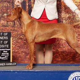 Anatolian Shepherd Dogs and Vizslas from Royal Kennels