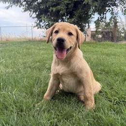 Red  Girl - Yellow female Labrador Retriever puppy in Corning, California from Raven's Labradors