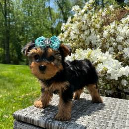 Princess Macha Mocha - Black and tan female Yorkshire Terrier puppy in North Chelmsford, Massachusetts from Coastal Yorkshire Terrier Yorkies & Biewer Terriers