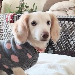 Monroe - Dachshund