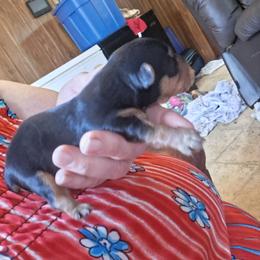 Harold - Black and tan male Yorkshire Terrier puppy in Jacksonville, Arkansas from Royal Yorkie Terrier