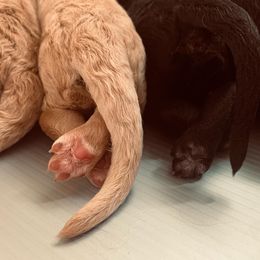 Goldendoodle Puppies from Cruella’s Doodles