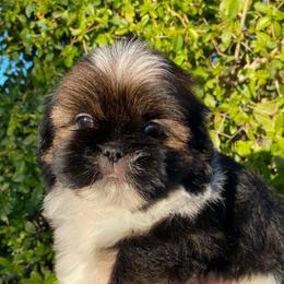 Riley - Tricolor female Shih Tzu puppy in Azusa, California from RJ Shih Tzu lover