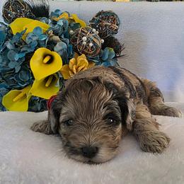 Wanda ( red collar) - Merle female Schnoodle puppy in Novinger, Missouri from Stormi Sky Schnoodles