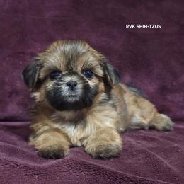 Ariel - Red Collar - Red female Shih Tzu puppy in Wymore, Nebraska from RVK Bulldogs & Shih-Tzus