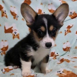 Male 3 - Black and tan male Pembroke Welsh Corgi puppy in Unicoi, Tennessee from East Tennessee Clark Corgis