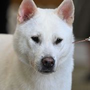 Kishu Kens from Ourou Sou
