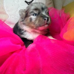 Faith - Blue merle female Pomeranian puppy in Clarksville, Tennessee from Bee Mine Maltipoos and Pomeranians