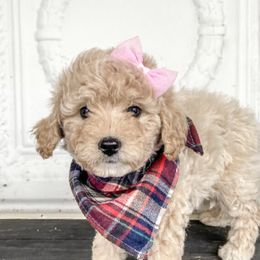 Aussiedoodles, Goldendoodles, and Labradoodles from Haaspawz