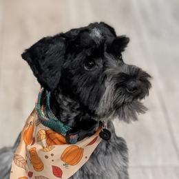 Dachshunds and Miniature Schnauzers from The Bearded Companions