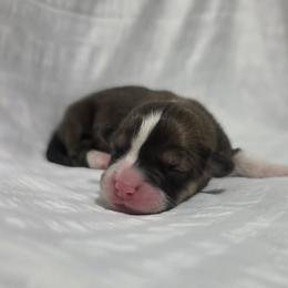 Girl 1 - female Pembroke Welsh Corgi puppy in Terrell, Texas from Brynwood Pembroke Welsh Corgis