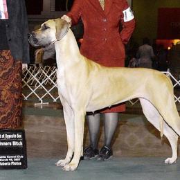 Australian Shepherds and Great Danes from Winners Circle Kennel
