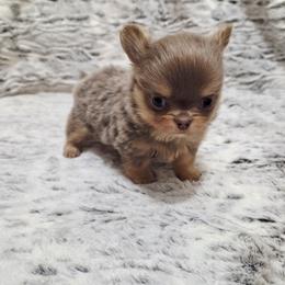 Lilac tri - Chocolate blue male Chihuahua puppy in Richmond, Virginia from Breens