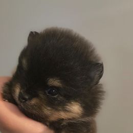 Bt girl - Chocolate and tan female Pomeranian puppy in Bloomingdale, New Jersey from Bella Luna Pomeranians