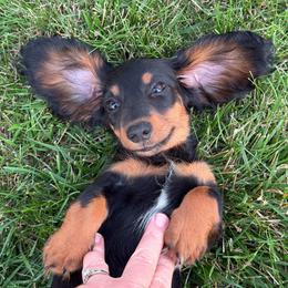 Pistachio - Black and tan male Dachshund puppy in Red Bud, Illinois from Midwest Miniature Dachshunds