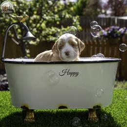 Happy - Apricot male Australian Labradoodle puppy in Cashmere, Washington from Mountain Home Doodles
