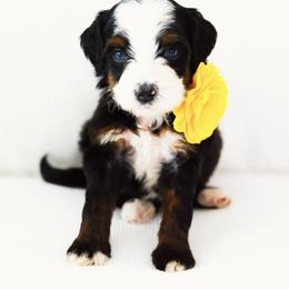 Honesty - Black tri-color female Aussiedoodle puppy in Diamond Bar, California from Furrytaildoodles