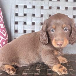 Harper - Chocolate and tan female Dachshund puppy in Town Creek, Alabama from PapaDox Miniature Dachshunds
