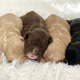 Cockapoo Puppies from Kentucky Cockapoos