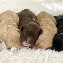 Cockapoo Puppies from Kentucky Cockapoos