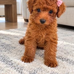 Eugéne - Red  female Poodle puppy in Bryn Mawr, Pennsylvania from Main line furry friends