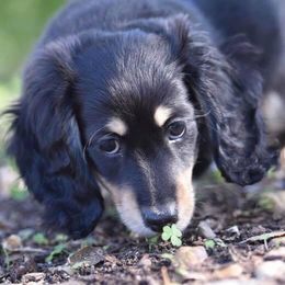 Dachshund Puppies from Longboard Dachshunds
