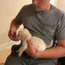 Goldendoodle Puppies from Goldendoodles of Vanhoy Farms