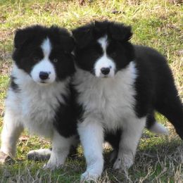 Border Collies from Triple Crown