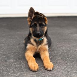 Stassi - Black and red female German Shepherd puppy in Kamas, Utah from Uinta Mountain Shepherds