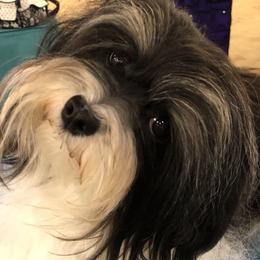 Salsa - Havanese