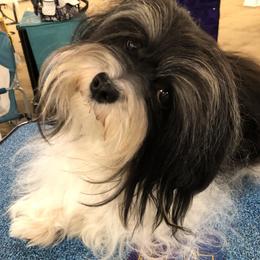 Salsa - Havanese