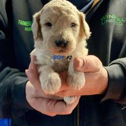Boy 2 - male Poodle puppy in Wentworth, South Dakota from PaintersPreciousPoodles