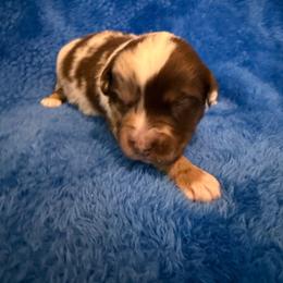 Carl - Red merle male Miniature American Shepherd puppy in Godley, Texas from Bradley Kennels