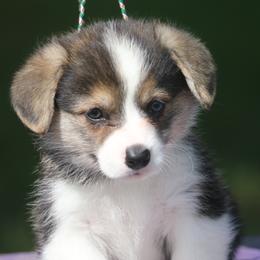 Ferrari - Black and tan male Pembroke Welsh Corgi puppy in West, Texas from Rustic Spur Kennel