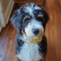 Bernedoodles and Irish Doodles from Willow-Be Doodles