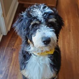 Bernedoodles and Irish Doodles from Willow-Be Doodles