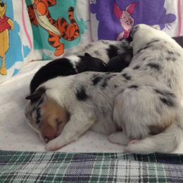 Shetland Sheepdog Puppies from Syringa