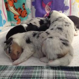 Shetland Sheepdog Puppies from Syringa