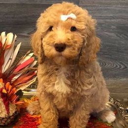 Goldendoodle Puppies from Bunker Doodles