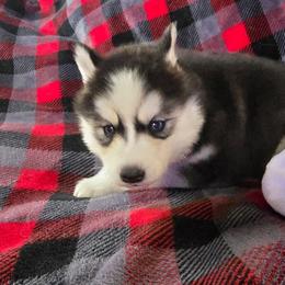 Noelle - Black tan and white female Siberian Husky puppy in Kansas City, Missouri from Anuun's Huskies