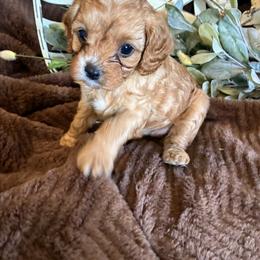 Spice - Apricot female Cavapoo puppy in Marquand, Missouri from Perfectly Playful Doodles